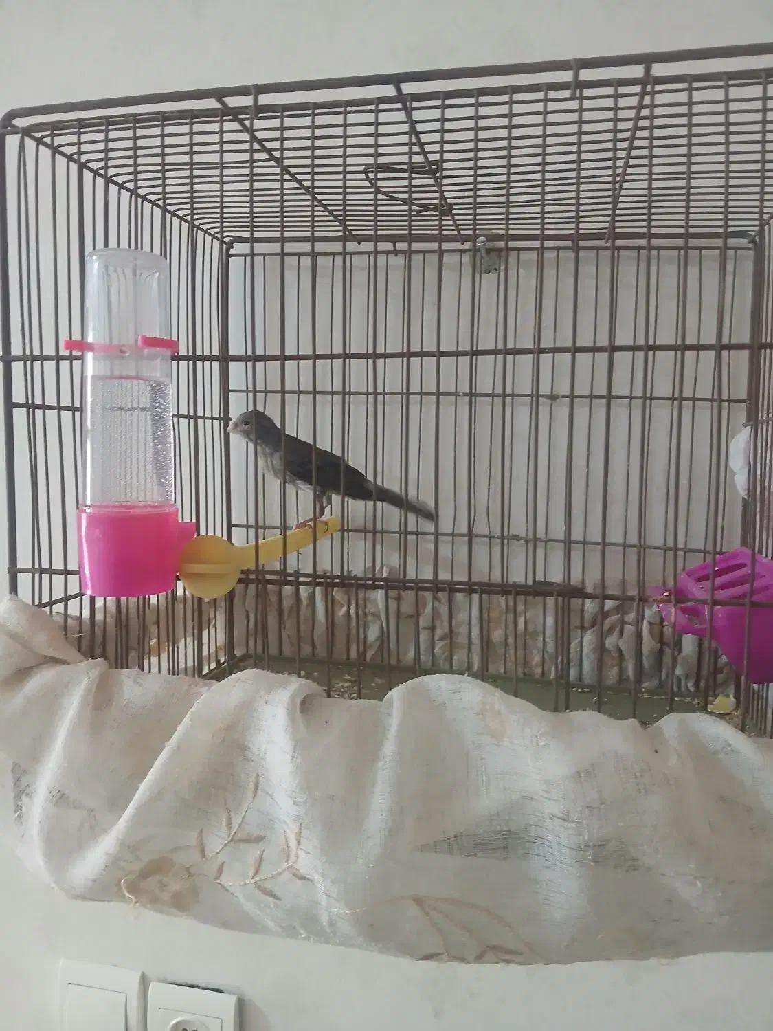 جوجه قناری نر|پرنده|خمینی‌شهر, |دیوار