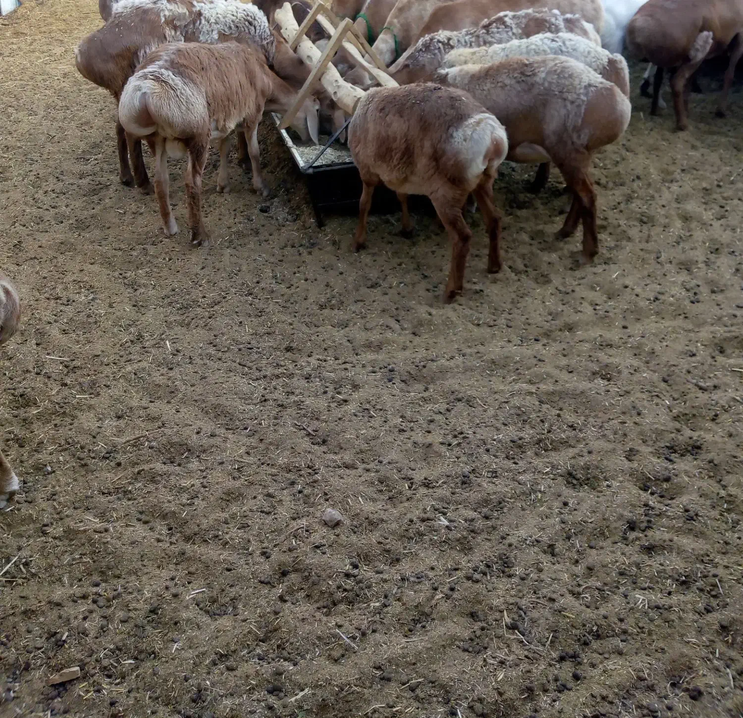 کود گوسفند بدون خاک|خدمات باغبانی و درختکاری|مهریز, |دیوار