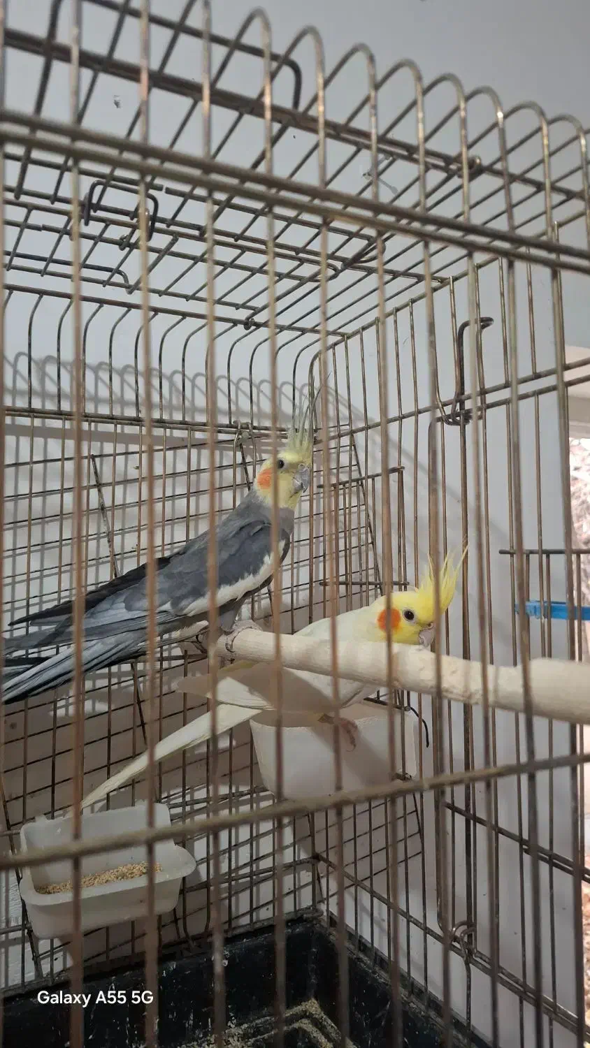 عروس هلندی|پرنده|محلات, |دیوار