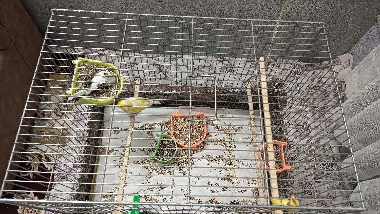 قناری یه جفت|پرنده|قم, حنیف نژاد|دیوار