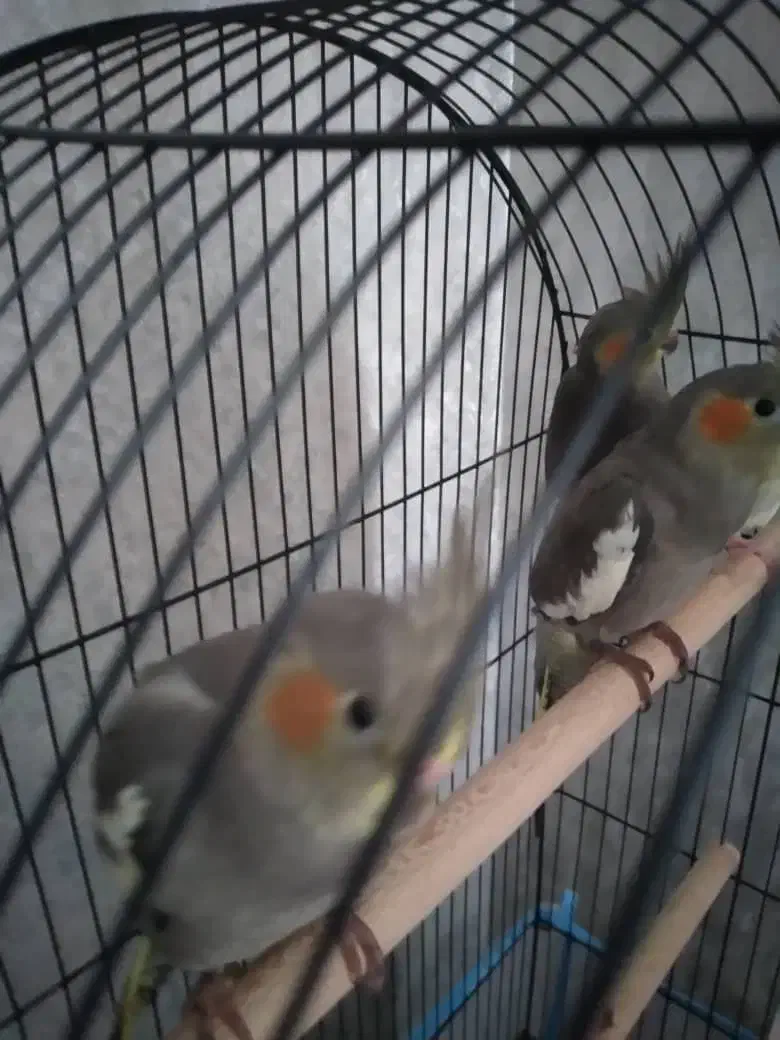 جوجه عروس هلندی به فروش میرسد|پرنده|رشت, سعدی (تختی)|دیوار