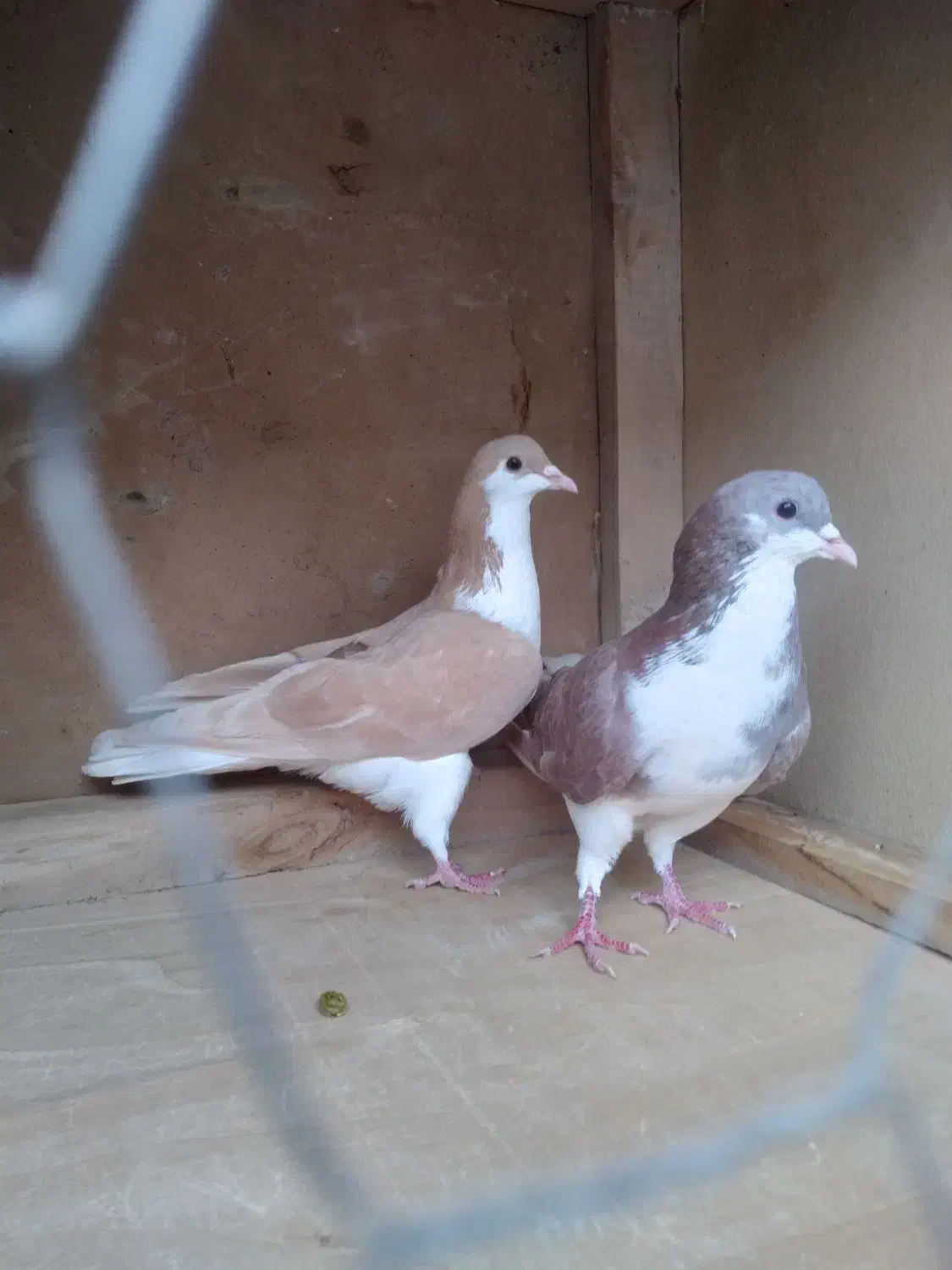 کبوتر رنگی|پرنده|رامشیر, |دیوار