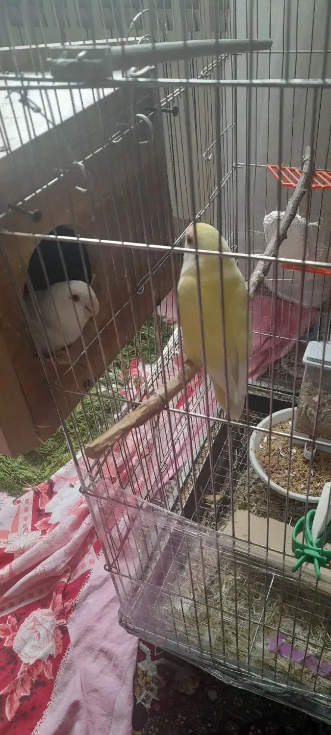 طوطی|پرنده|شیراز, معالی‌آباد|دیوار