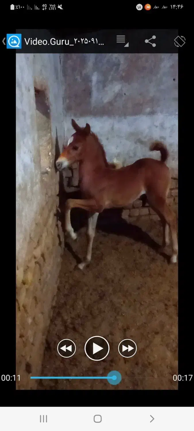 کره نر ۵ ماهه|اسب و تجهیزات اسب‌سواری|ساوه, |دیوار