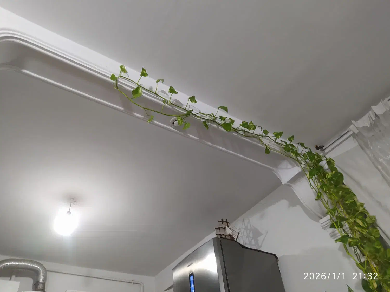 گل و گیاه|گل و گیاه طبیعی|محمدیه-قزوین, |دیوار