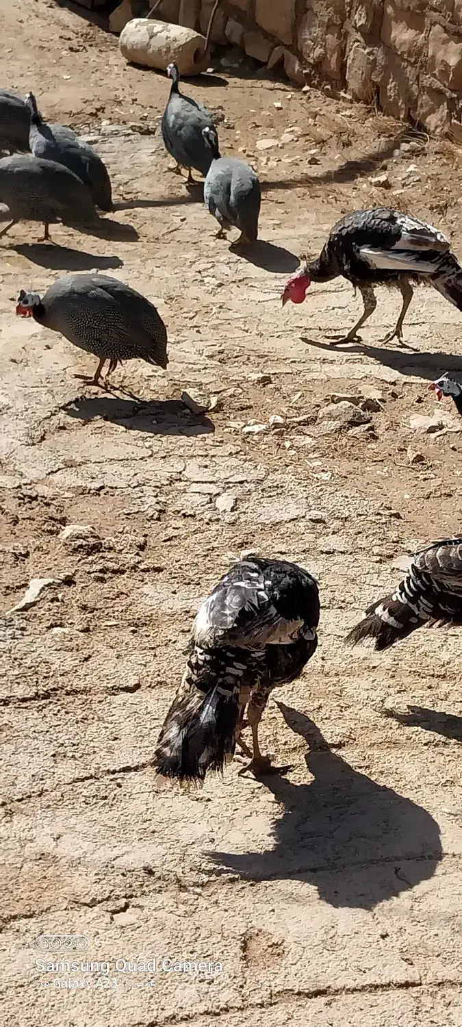فروش مرغ شاخدار وبوقلمون|حیوانات مزرعه|چرداول, |دیوار