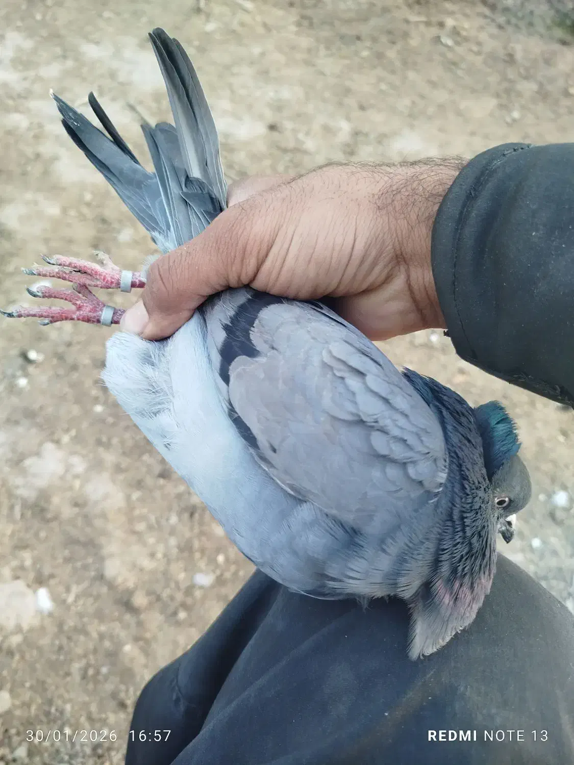 سالم|پرنده|انبارآلوم, |دیوار