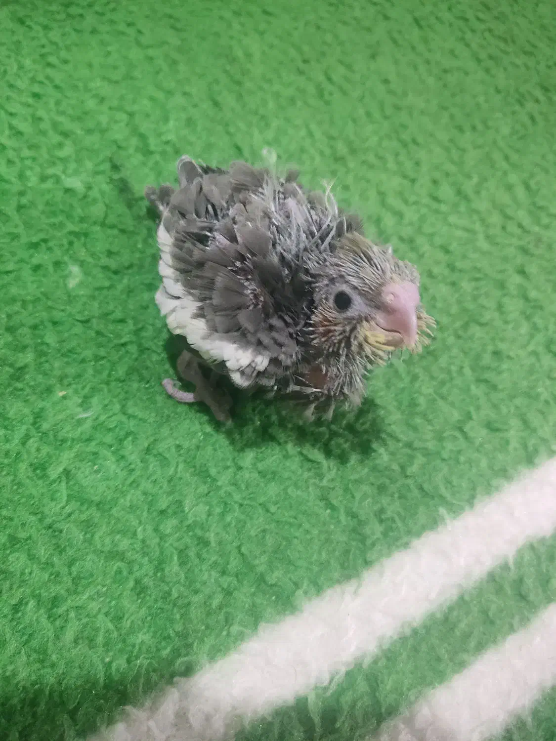 جوجه عروس هلندی سرلاکی|پرنده|بیرجند, |دیوار