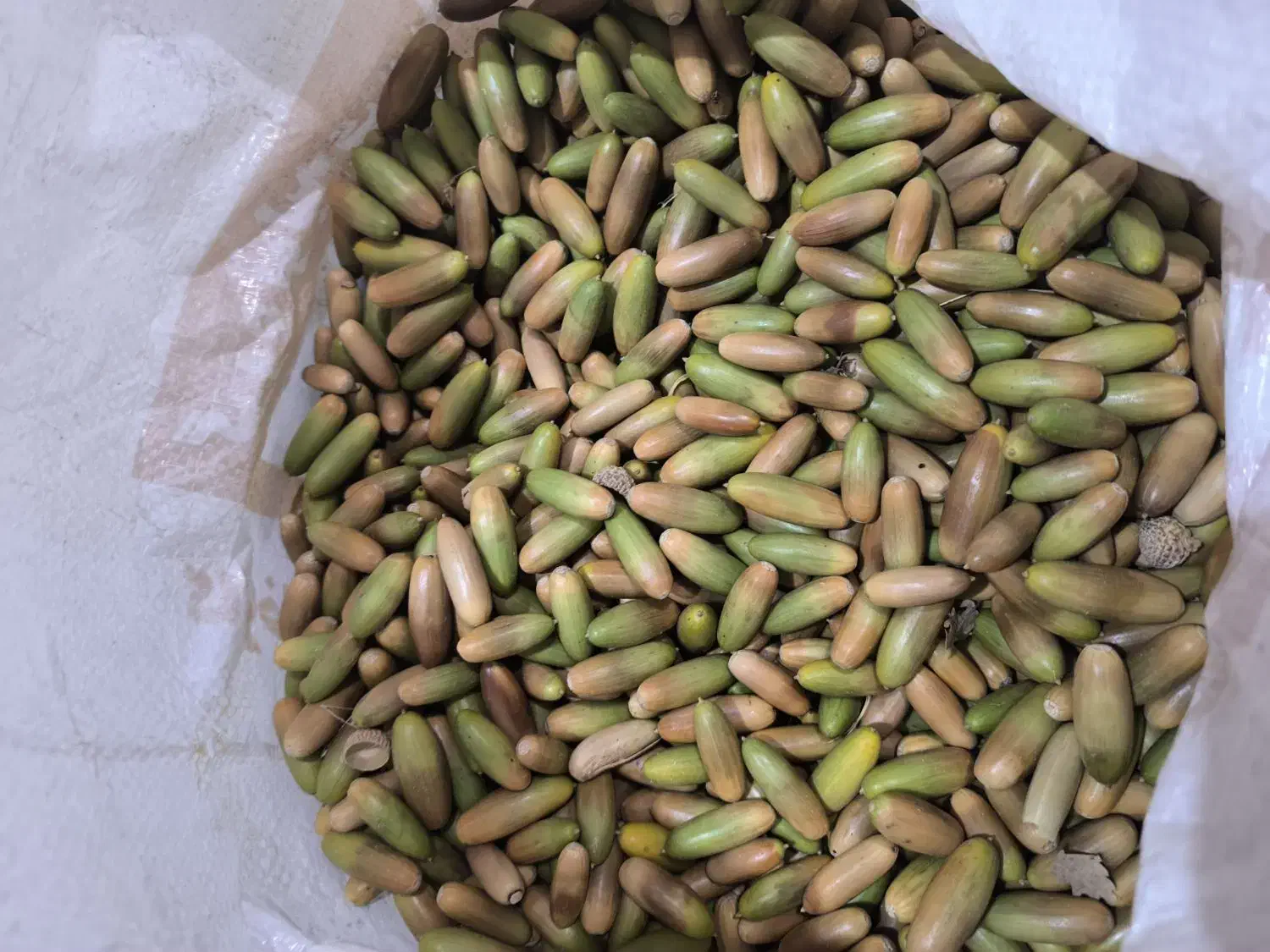 فروش عمده بلوط مازدار|عمدهفروشی|بانه, |دیوار