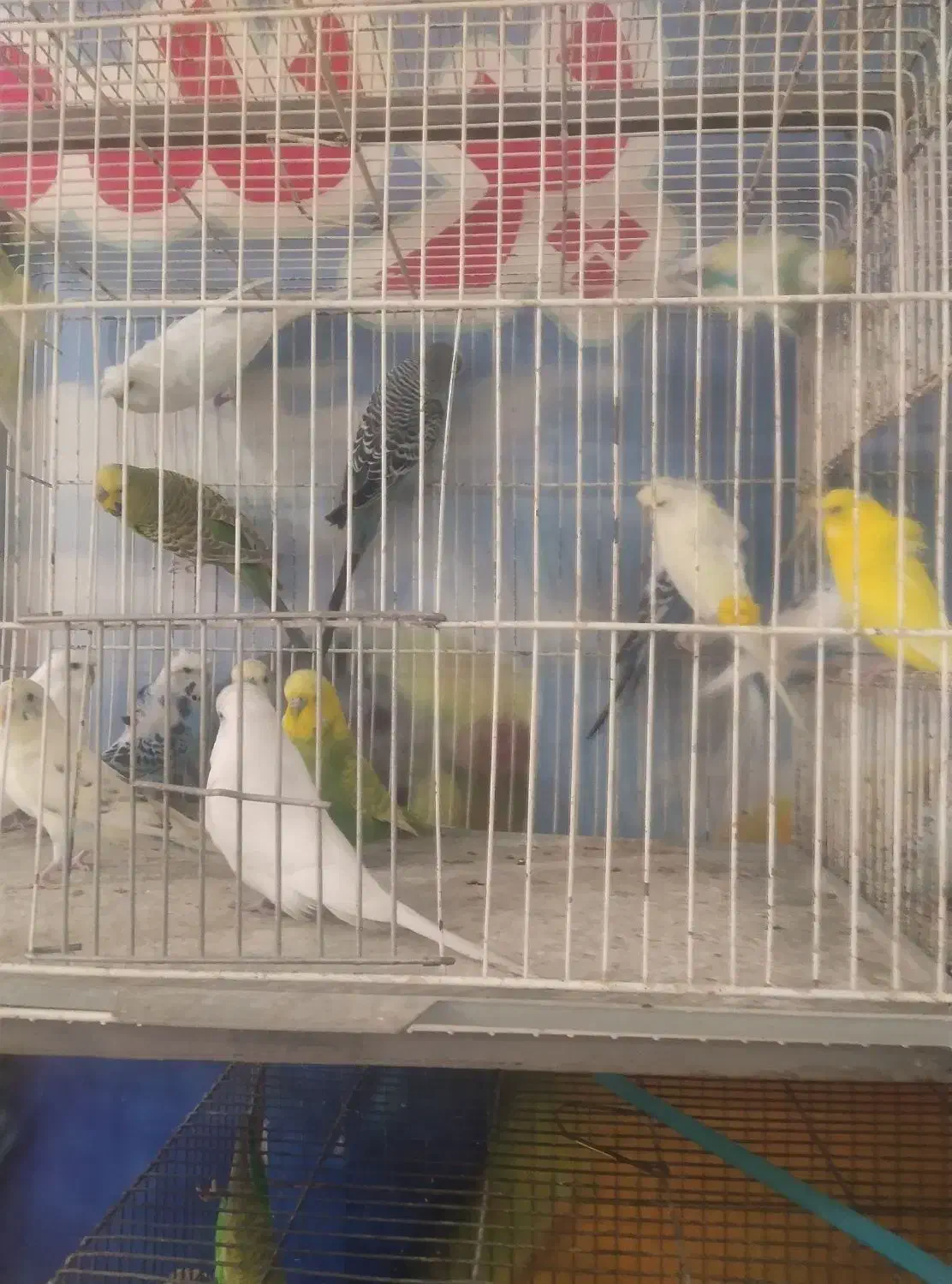 کلکسیونی بینظیرازدنیای مرغ عشق  آیهان|پرنده|خوی, |دیوار