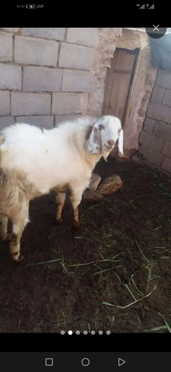 بزغاله بزری وارداتی|حیوانات مزرعه|میان جلگه, |دیوار