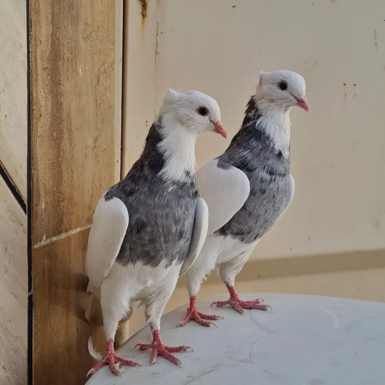 طوقی کبوتر طوقی|پرنده|شاهین‌شهر, نظامی|دیوار