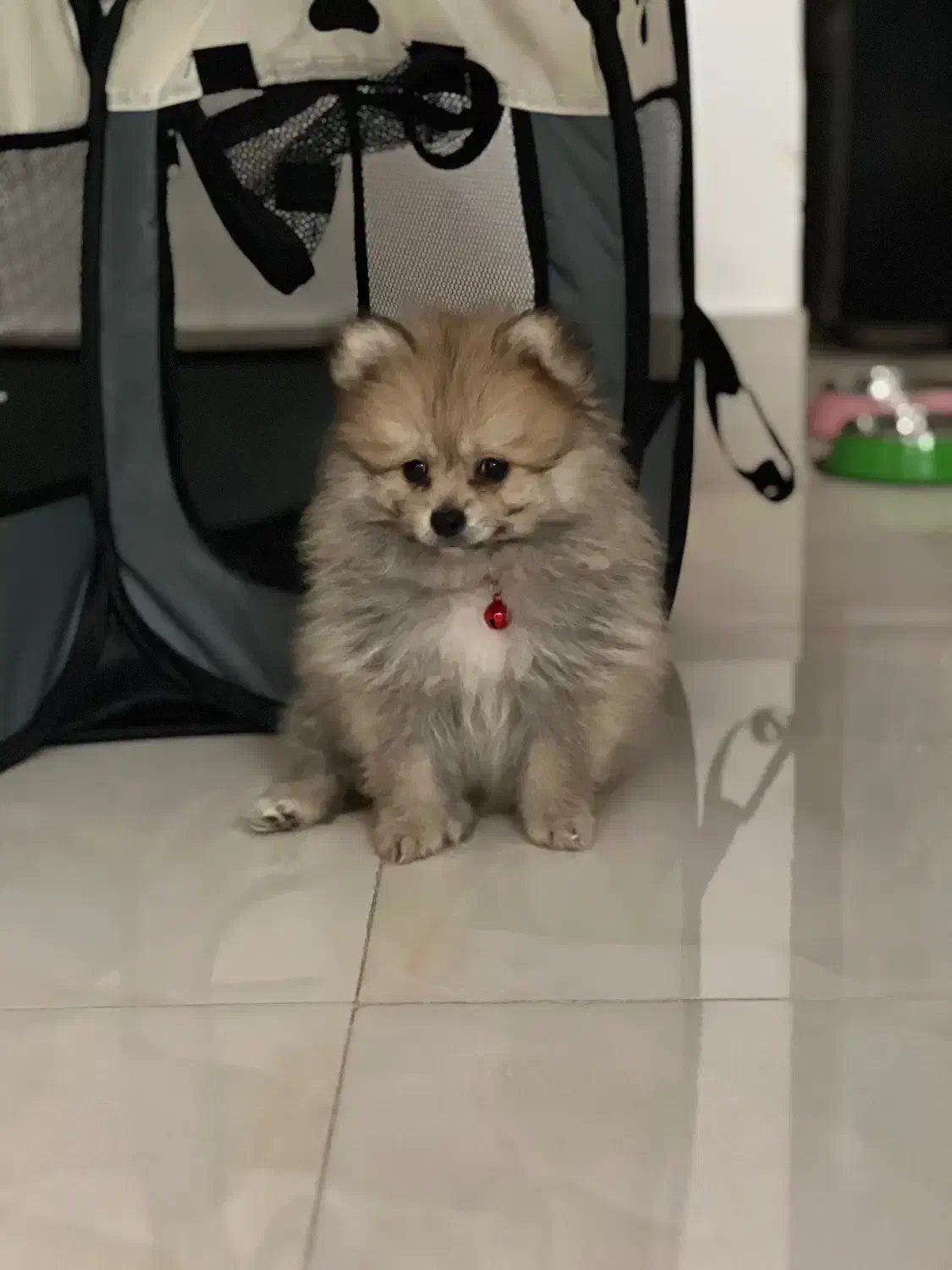 سگ پامرانین|سگ|قائمشهر, |دیوار