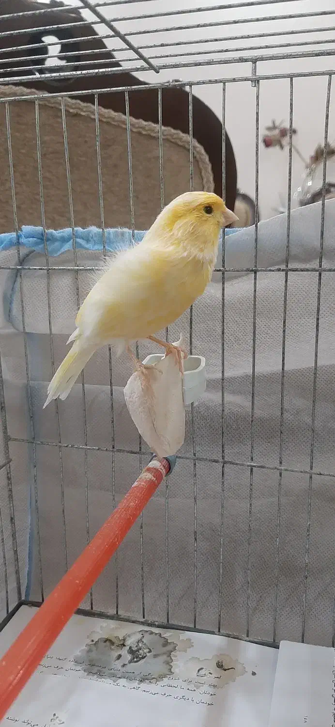 فروش قناری نر|پرنده|رشت, حسین آباد|دیوار