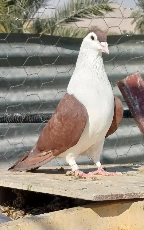 شهر افغان دم تخت نر|پرنده|زرین دشت (فارس), |دیوار