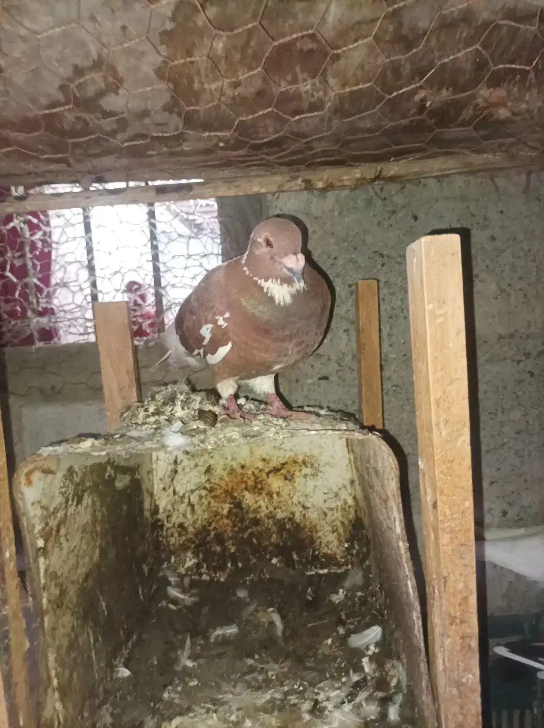 کفتر پلاکی ایرانی پاکستانی جمله|پرنده|بند زرک, |دیوار