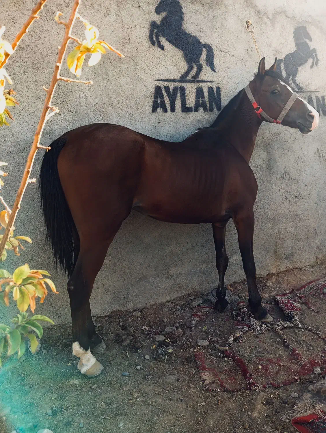 اسب کرد|اسب و تجهیزات اسبسواری|کاشمر, |دیوار