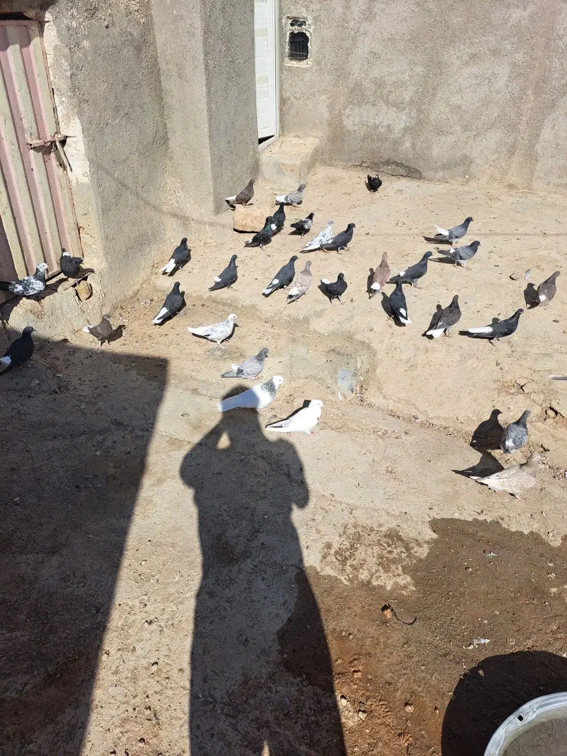 کفتر ۴۰|پرنده|شراء, |دیوار
