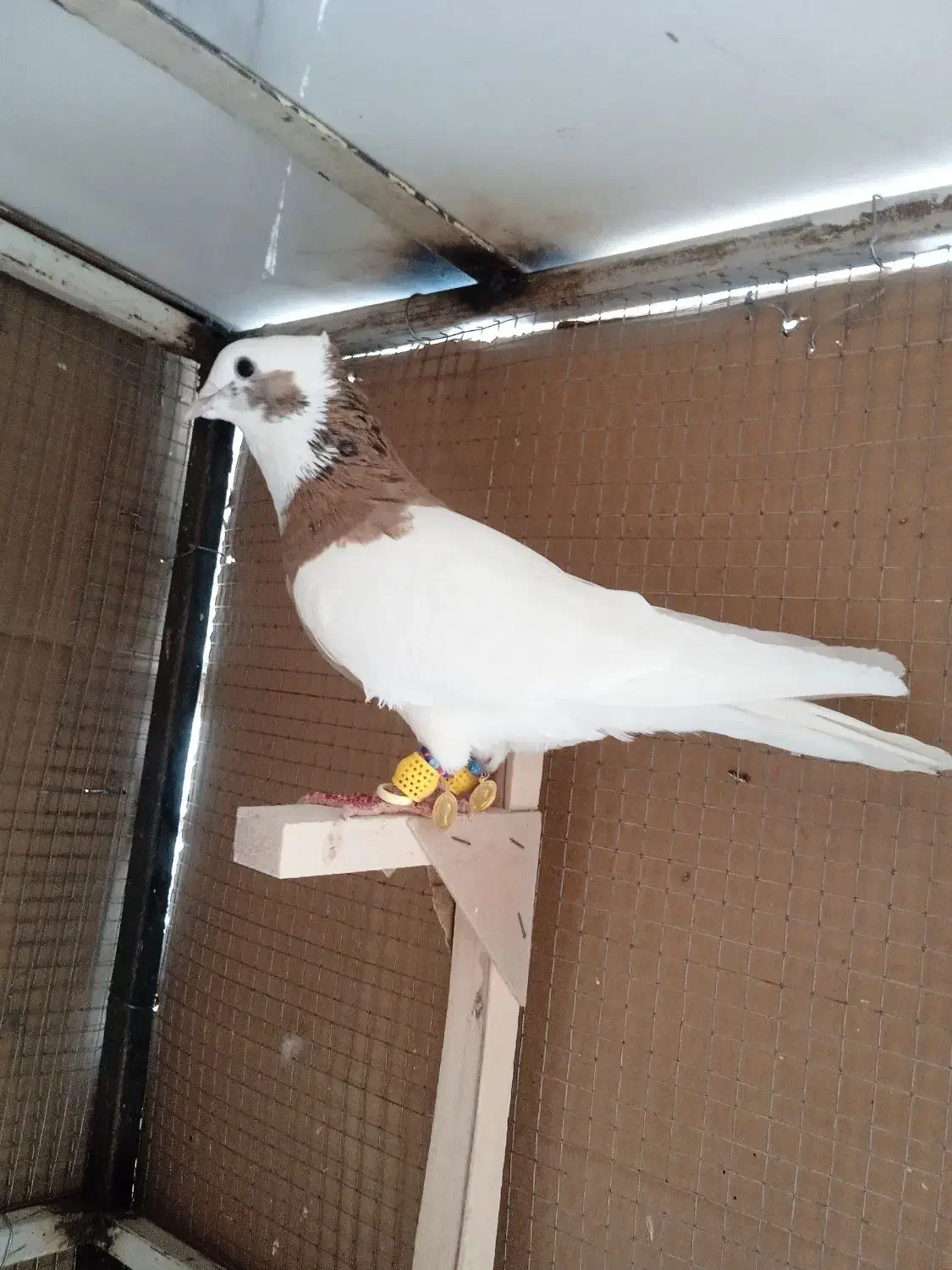 کبوتر،طوق زرد،خال سیاه|پرنده|شیراز, سعدیه شمالی|دیوار