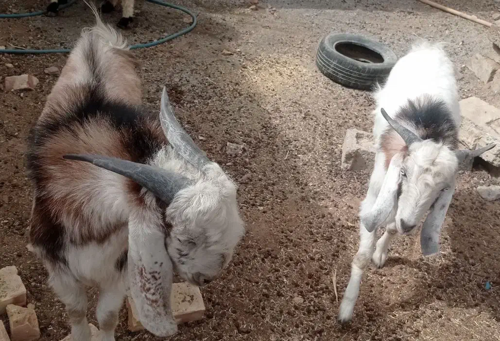 کهره نر|حیوانات مزرعه|زهک, |دیوار