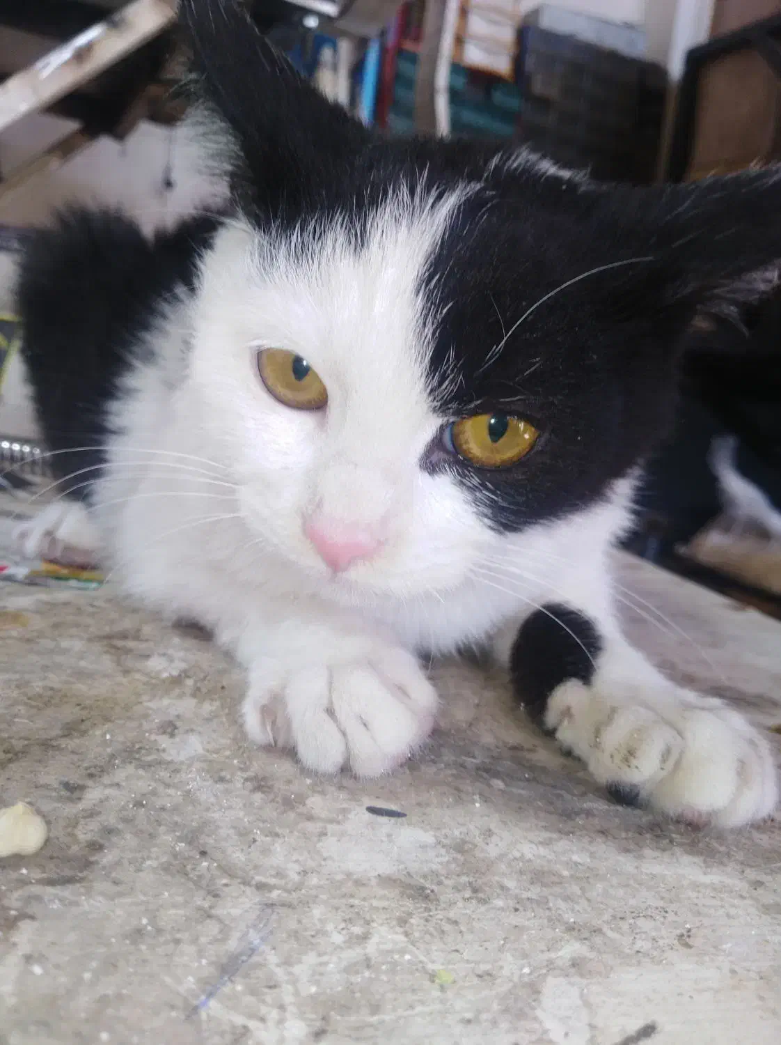 واگذاری رایگان|گربه|شیراز, شهرک مفتح|دیوار