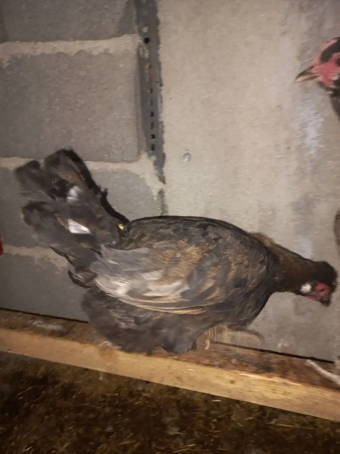 تعدادی مرغ جوان گلین|حیوانات مزرعه|رباط‌کریم, الارد|دیوار