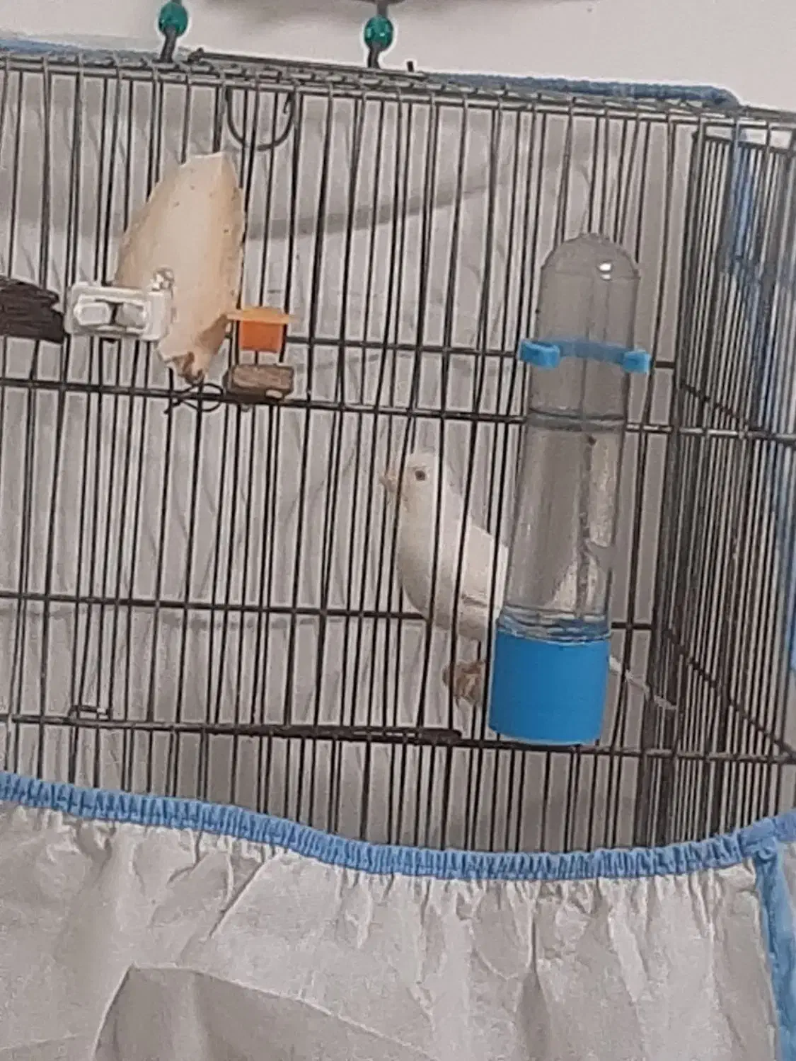 قناری سفید|پرنده|رشت, شهرک الغدیر|دیوار