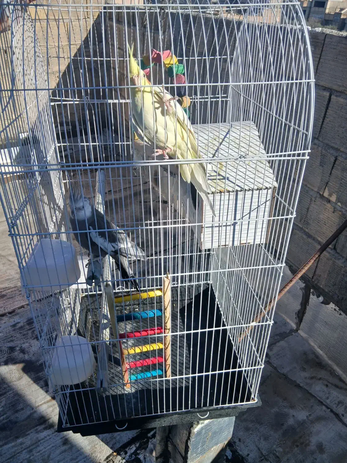 عروس هلندی|پرنده|قم, قلعه کامکار|دیوار