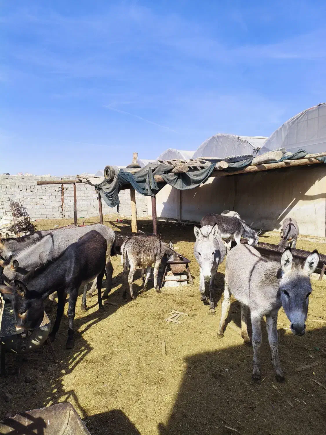 شیر الاغ و روغن الاغ|خوردنی و آشامیدنی|محمدشهر, ولدآباد|دیوار