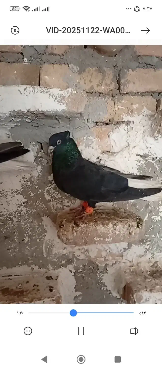 جفت زاغ دم سفید|پرنده|دورود, |دیوار