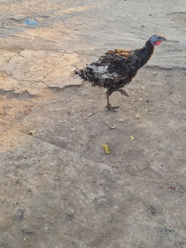 یک جفت بوقلمون|حیوانات مزرعه|تهران, مشیریه|دیوار