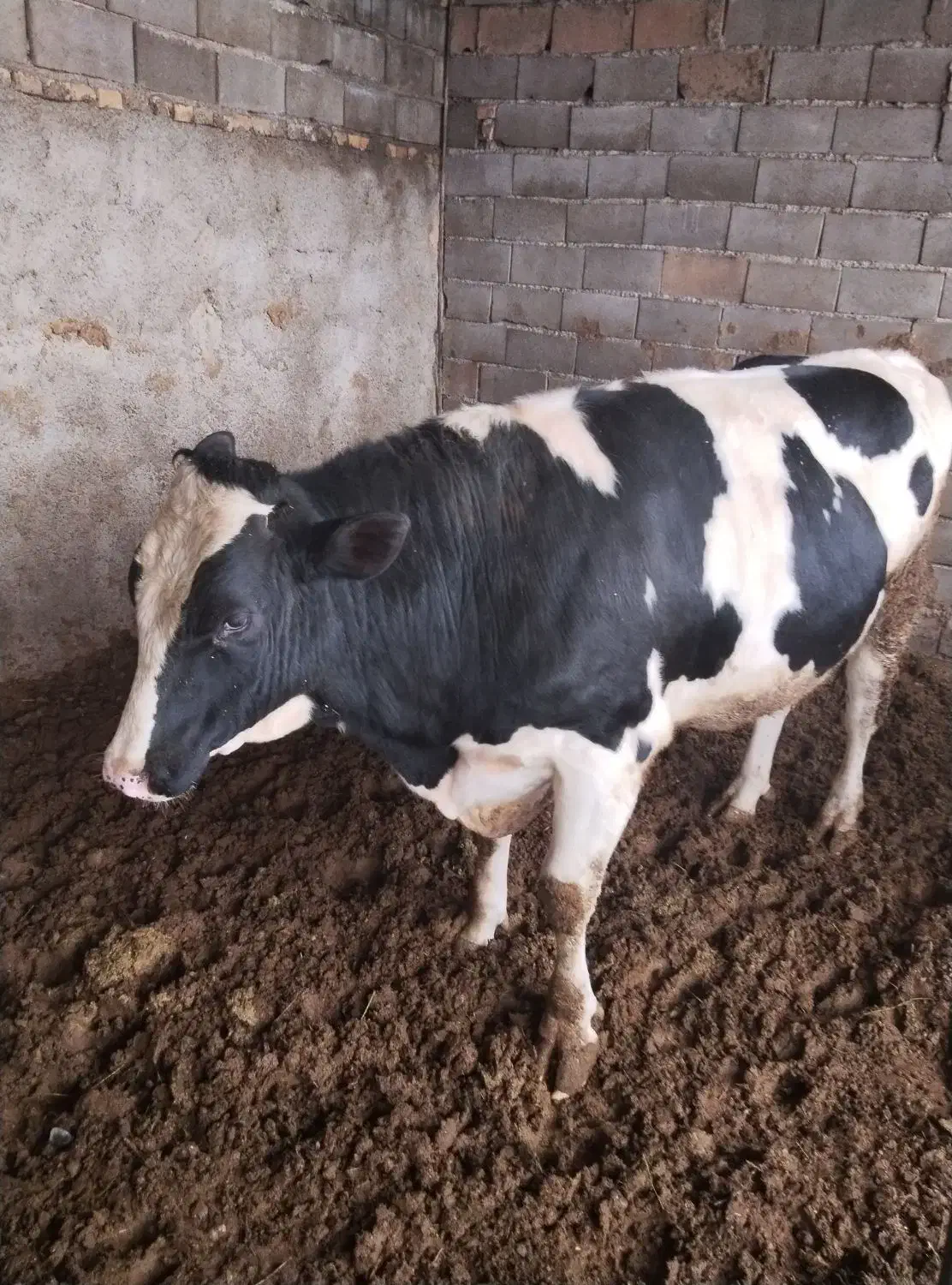 گوساله نر|حیوانات مزرعه|اسفراین, |دیوار