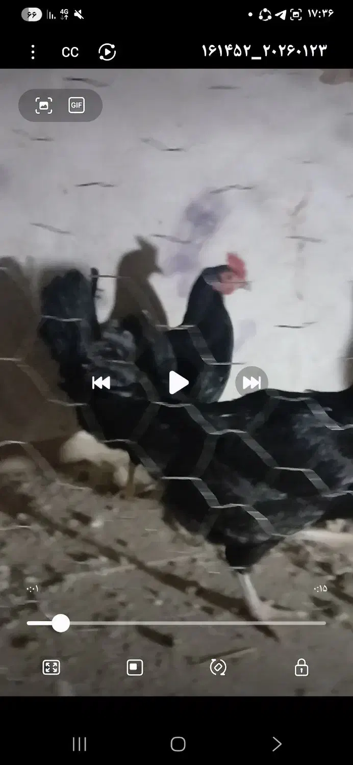 ۴ عدد مرغ و خروس گلین لری عشایری|حیوانات مزرعه|قرچک, داوود آباد|دیوار