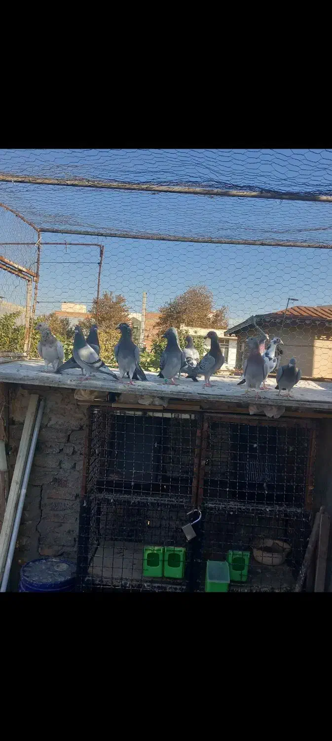 کبوتر|پرنده|گنبد کاووس, |دیوار