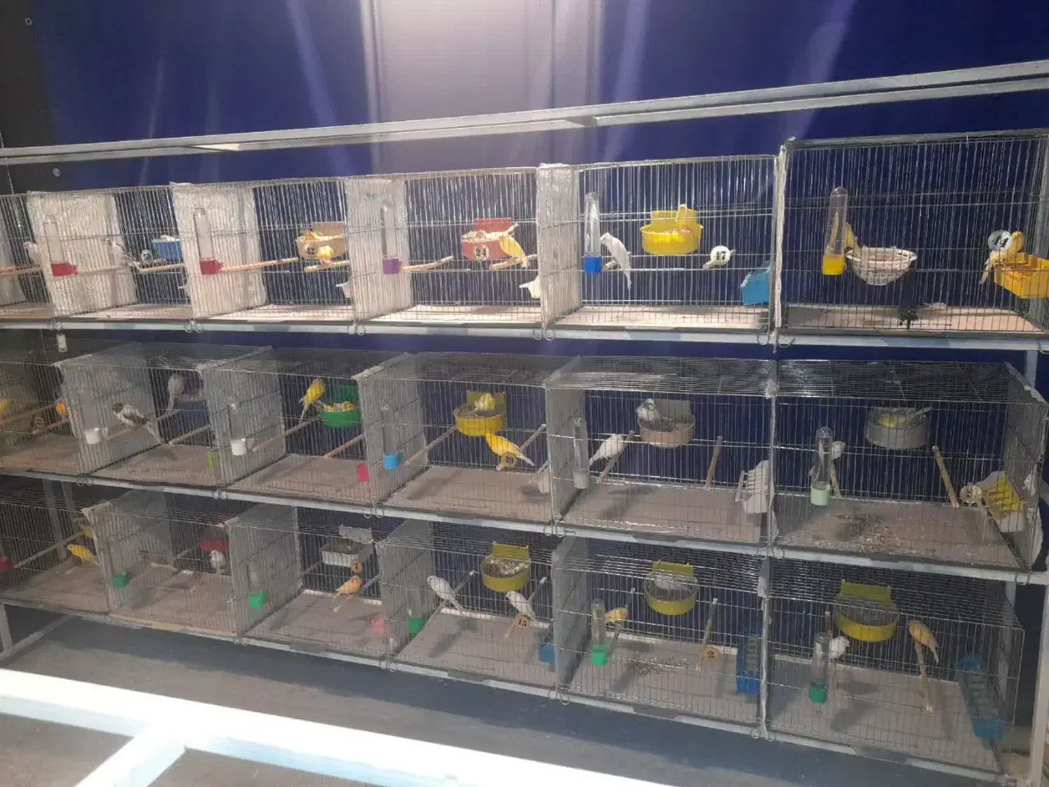 حدود ۶۰عدد قناری رنگ روشن مست پس بالا تنه دار|پرنده|قم, زند آباد|دیوار