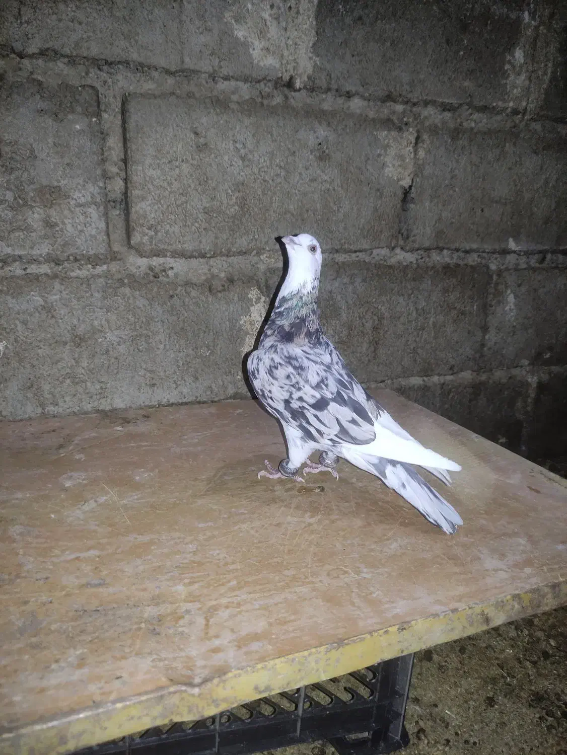 کبوتر|پرنده|سبزوار, پامنار|دیوار