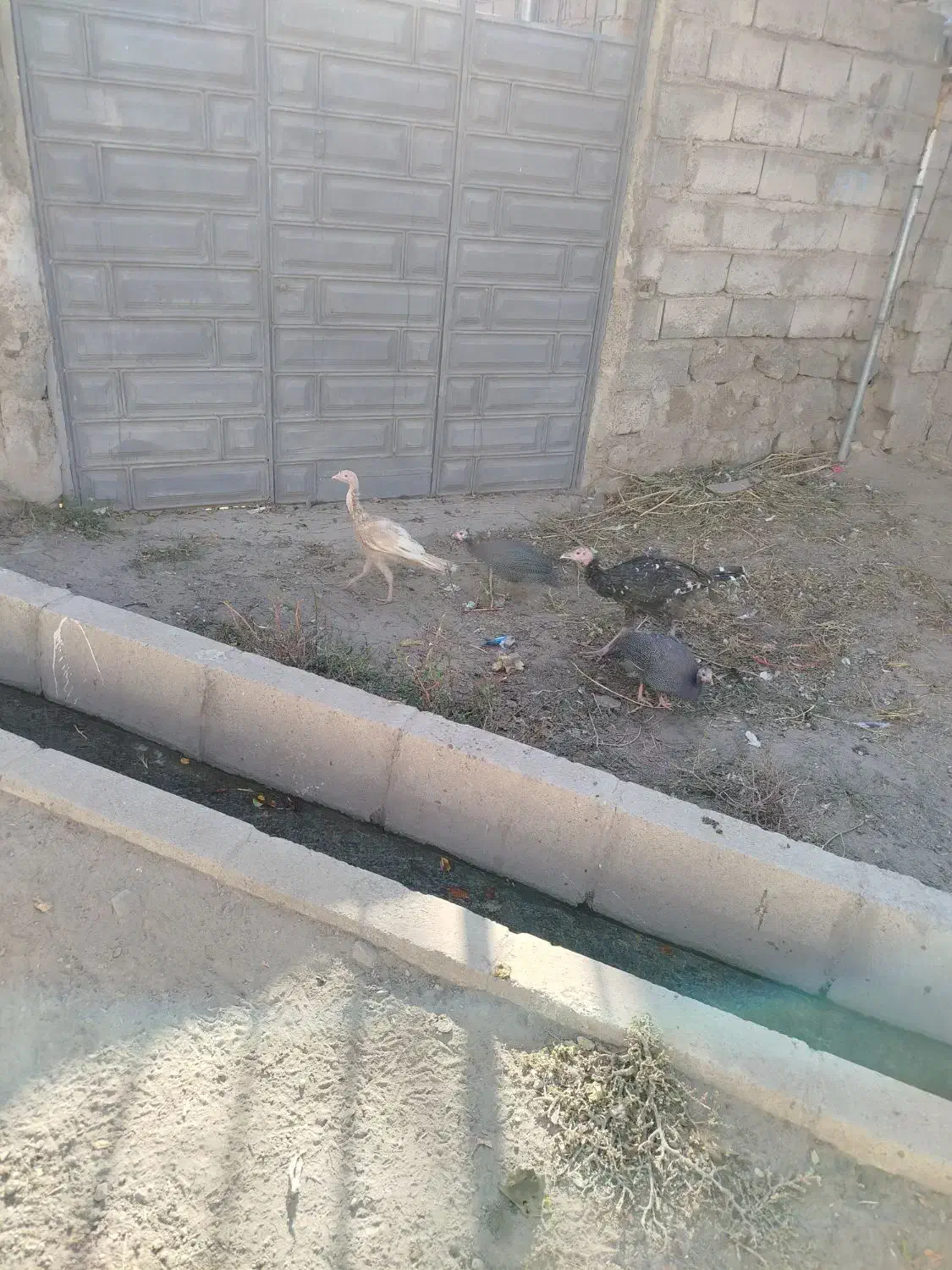 بوقلمون گوشتی|حیوانات مزرعه|مشگین شهر, |دیوار