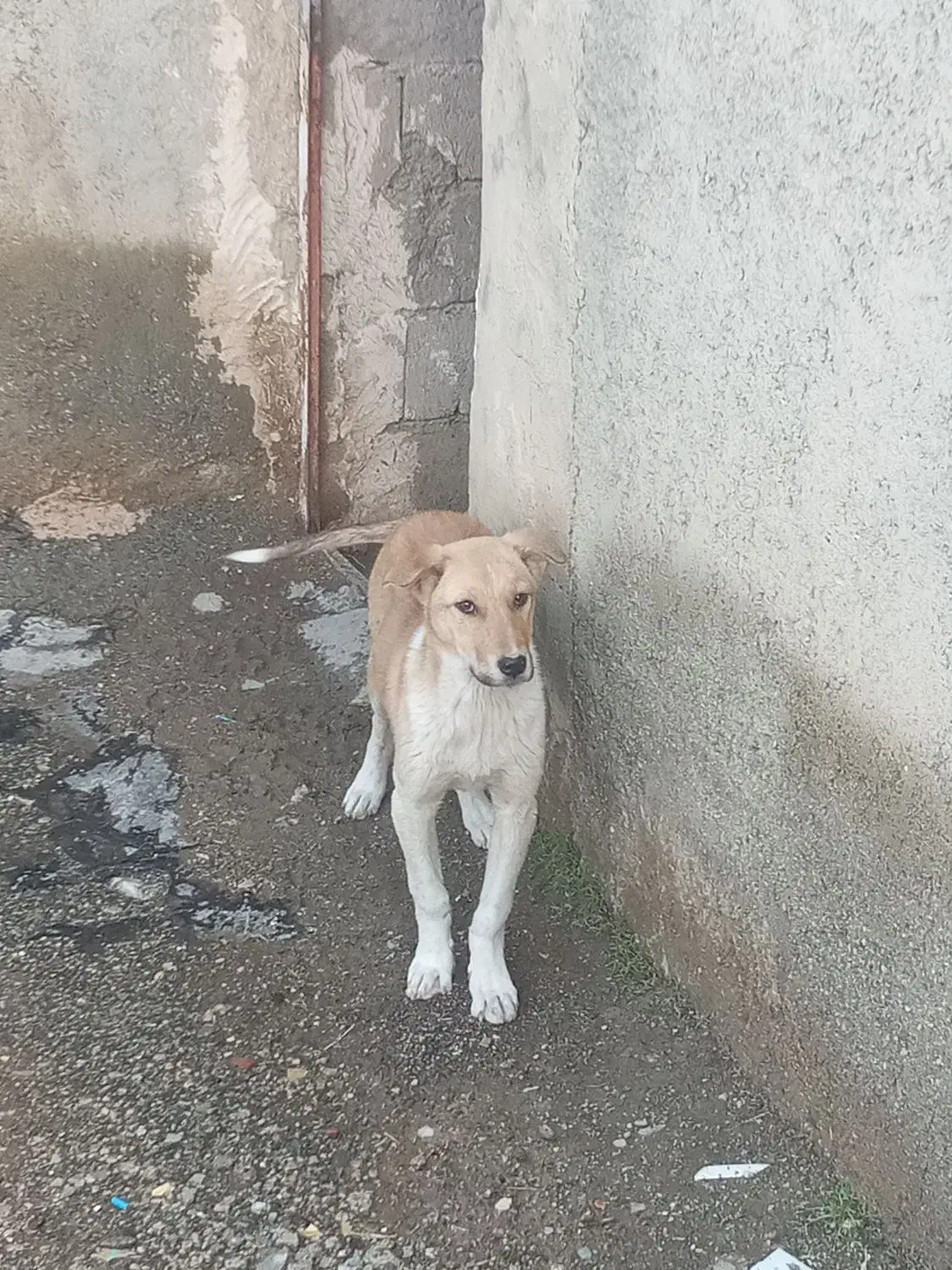 سگ‌ .|سگ|قروه, |دیوار