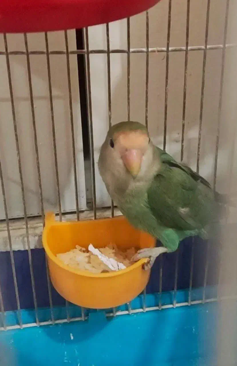 طوطی برزیلی|پرنده|اصفهان, جلالیه|دیوار