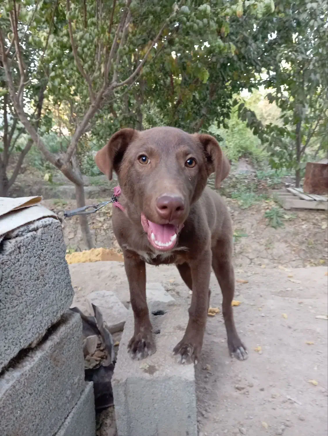 سگ پیتبول|سگ|رباط‌کریم, شهرک صنعتی زواره‌ای|دیوار