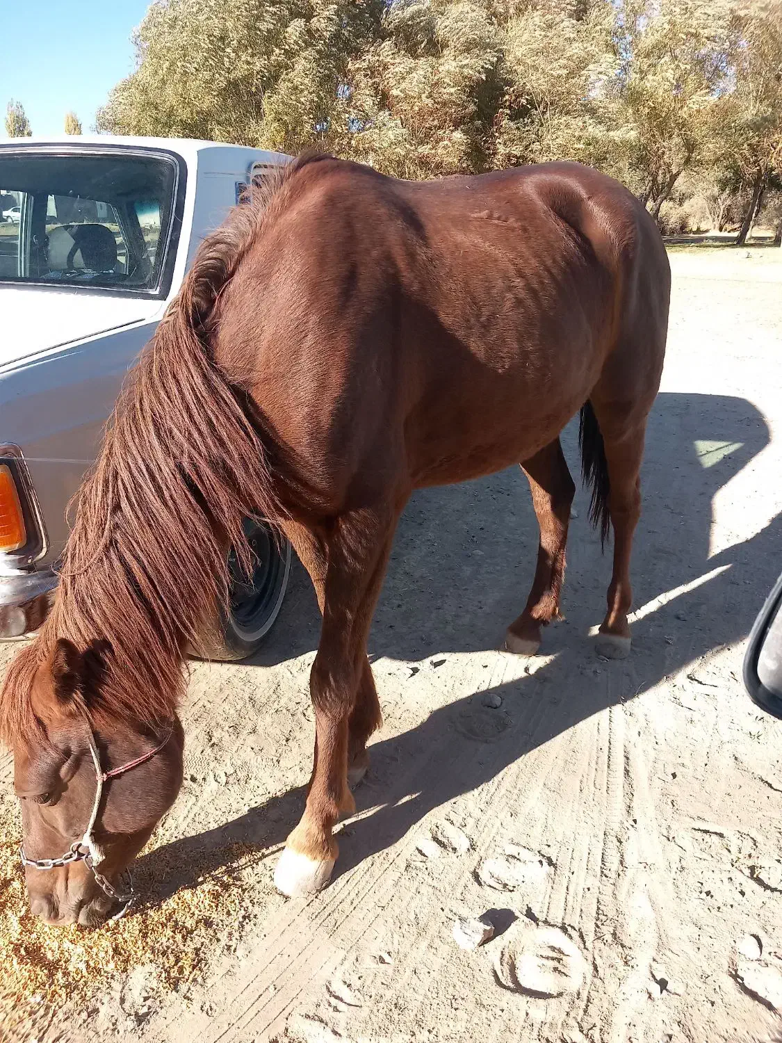 مادیان اسب|اسب و تجهیزات اسبسواری|دهگلان, |دیوار