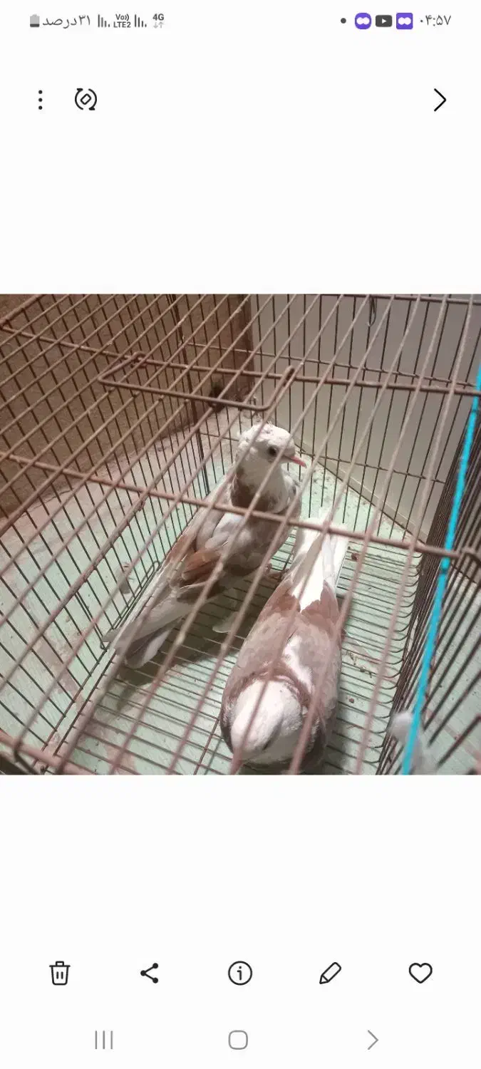 جوجه همالویی|پرنده|قم, یزدانشهر|دیوار