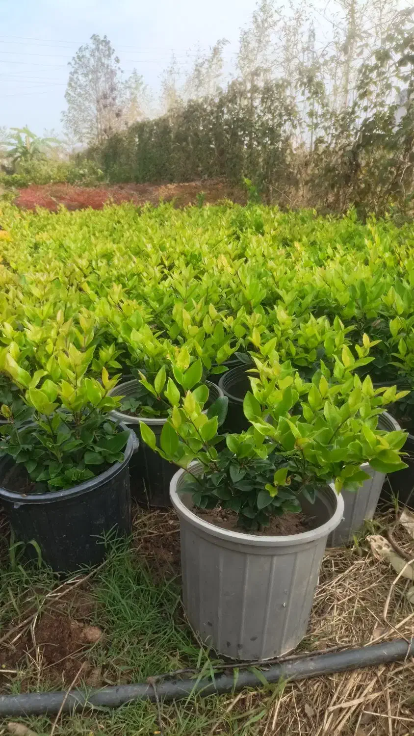 یاس هلندی ، سطل ۱۰ ، ریشه پرس|خدمات باغبانی و درختکاری|واجارگاه, |دیوار