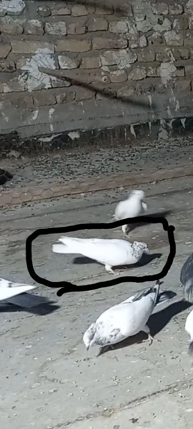 شب بالا مونده|پرنده|آران و بیدگل, |دیوار