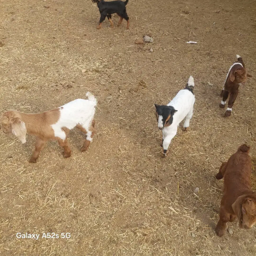 چند راس بزغاله دورگ خوشگل و سرحال|حیوانات مزرعه|ساوه, |دیوار