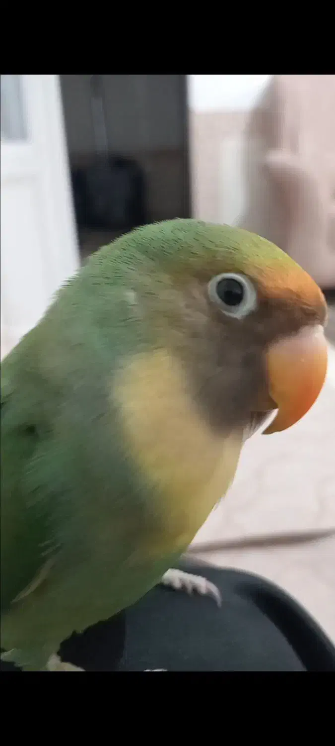 کوتوله برزیلی ماده معاوضه|پرنده|بن, |دیوار