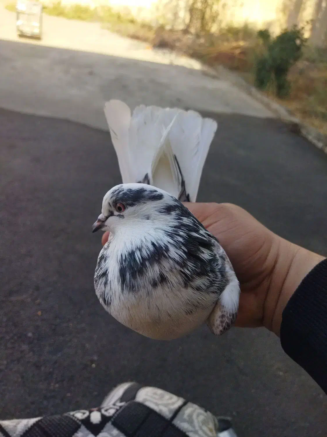 یه جفت کفتر عالی|پرنده|قرچک, پارس سرام|دیوار