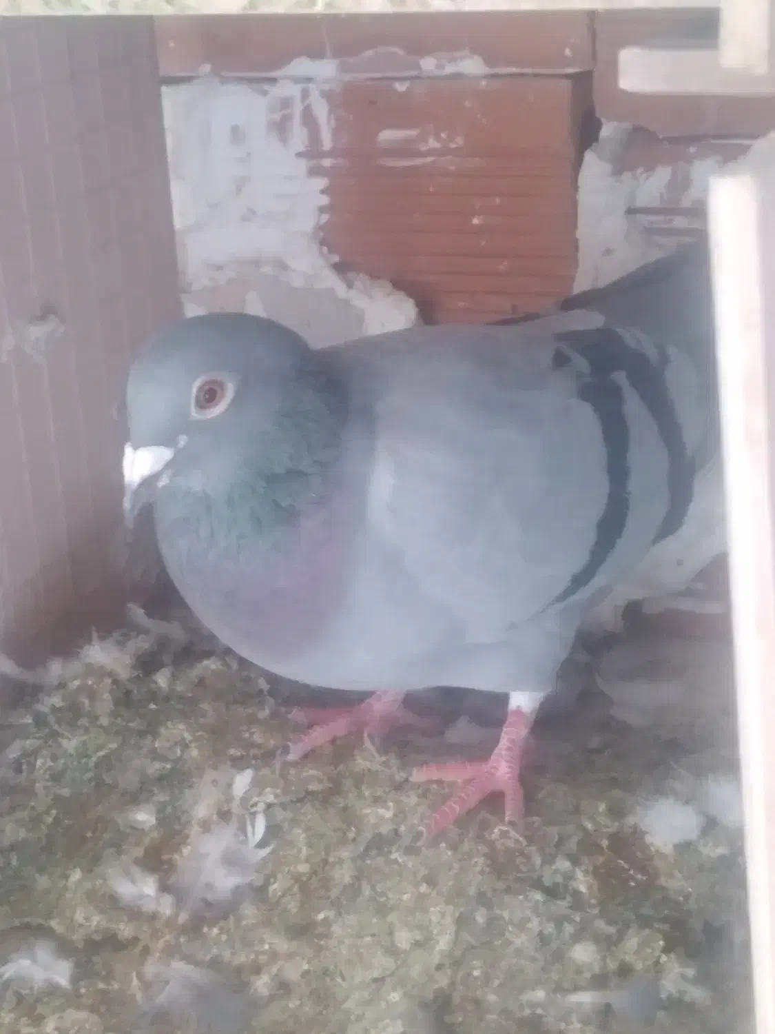 دوبر|پرنده|کوراییم, |دیوار