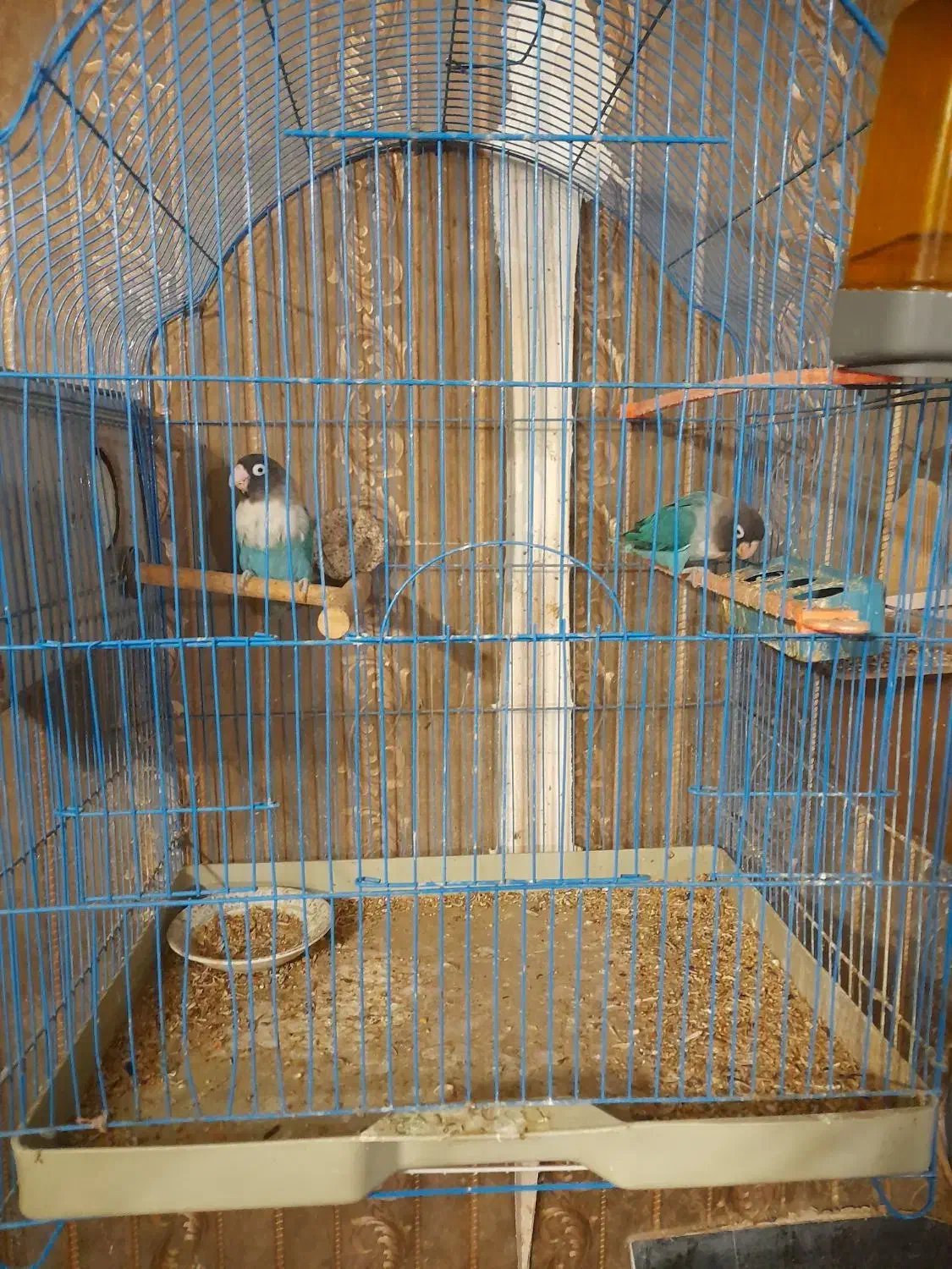 دوعدد کوتوله برزیلی|پرنده|طرقبه, |دیوار