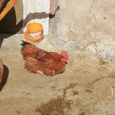 فروش خروس محلی|حیوانات مزرعه|مرودشت, کناره|دیوار